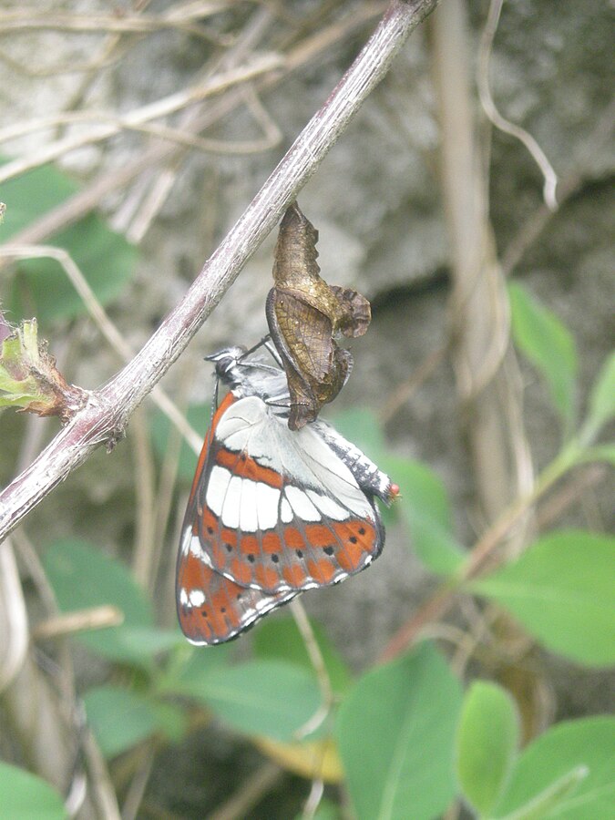 butterfly_emerging